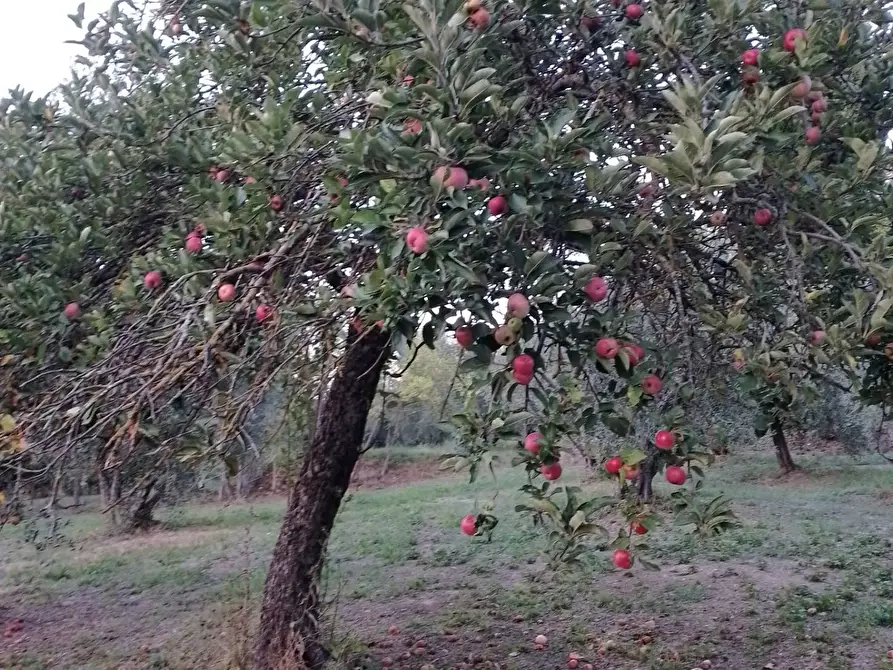 Immagine 9 di Terreno agricolo in vendita  in via terricciolese a Terricciola