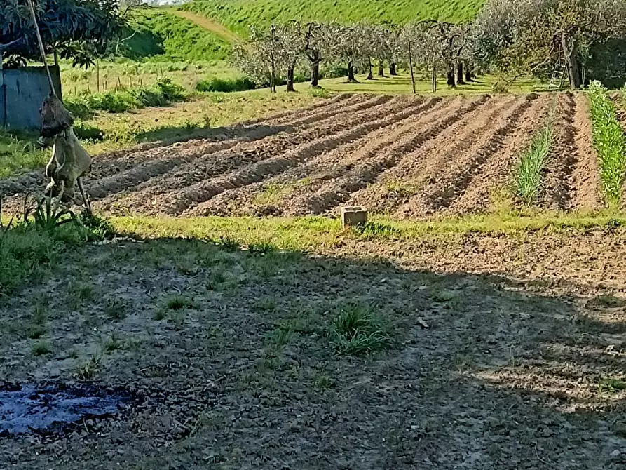 Immagine 5 di Agriturismo in vendita  in via del pesco a Santa Maria A Monte