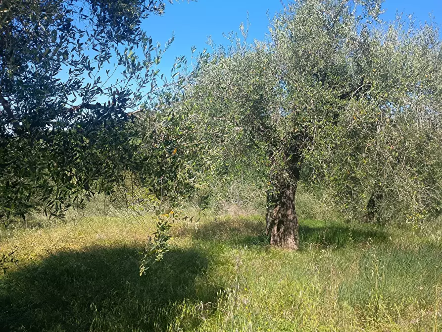 Immagine 14 di Casa indipendente in vendita  in via nuova a Palaia