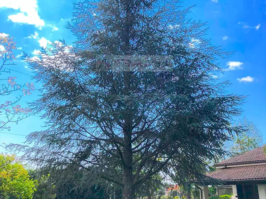 Immagine 12 di Villa in vendita  a Pietrasanta