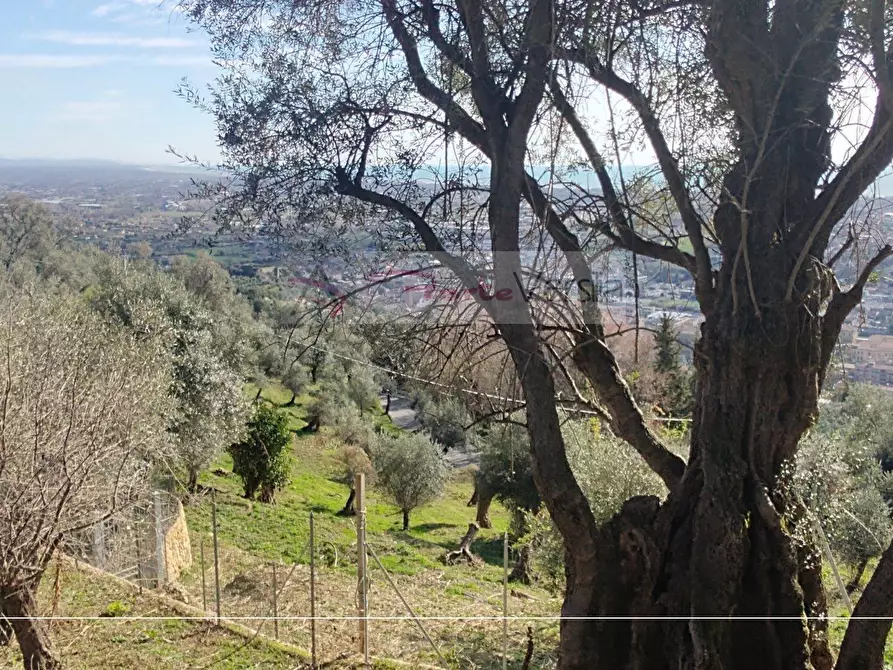 Immagine 6 di Rustico / casale in vendita  a Pietrasanta