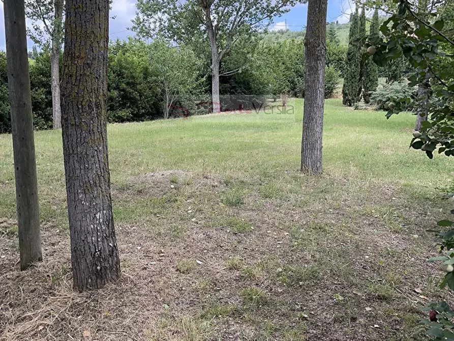 Immagine 10 di Terreno agricolo in vendita  a Vinci