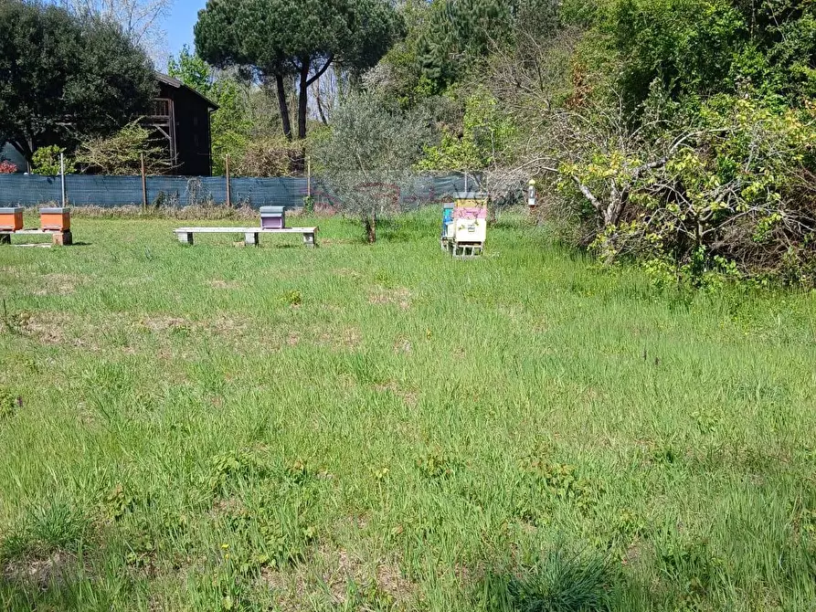 Immagine 2 di Terreno agricolo in vendita  a Montignoso
