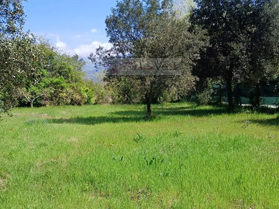 Immagine 4 di Terreno agricolo in vendita  a Montignoso