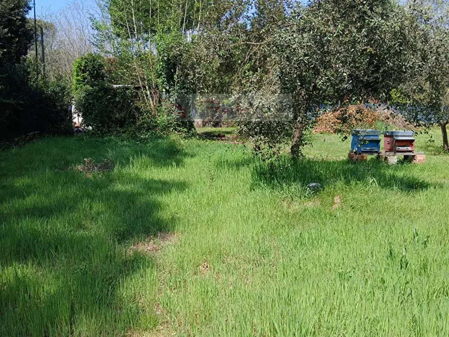Immagine 5 di Terreno agricolo in vendita  a Montignoso