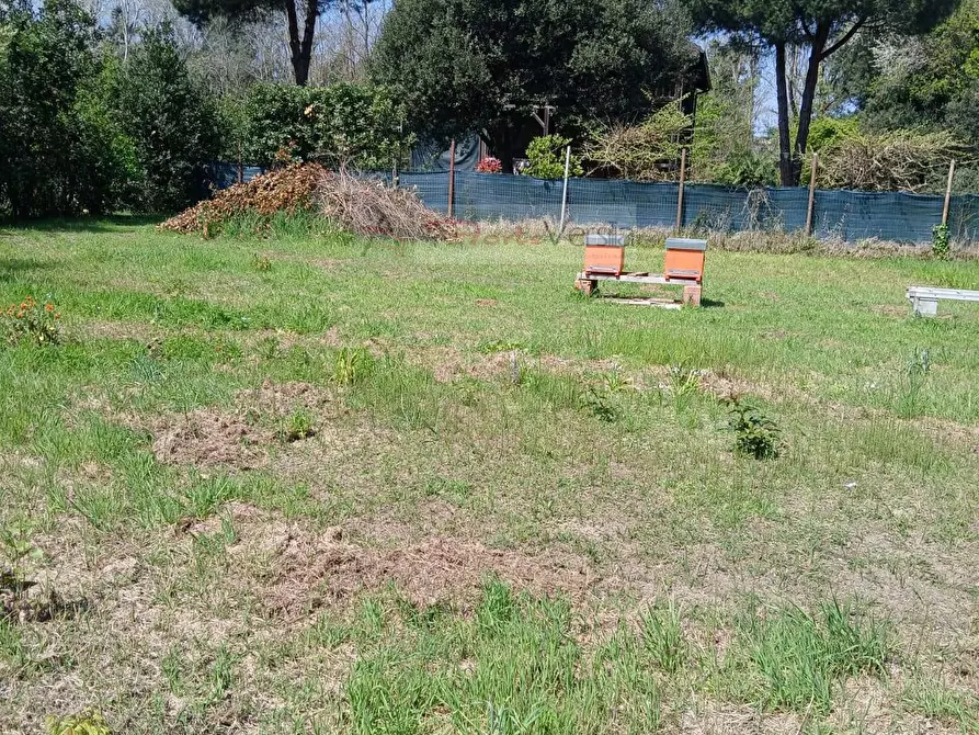 Immagine 6 di Terreno agricolo in vendita  a Montignoso