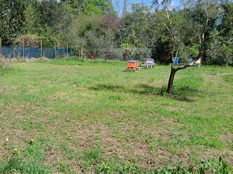 Immagine 7 di Terreno agricolo in vendita  a Montignoso