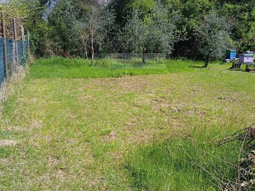 Immagine 13 di Terreno agricolo in vendita  a Montignoso