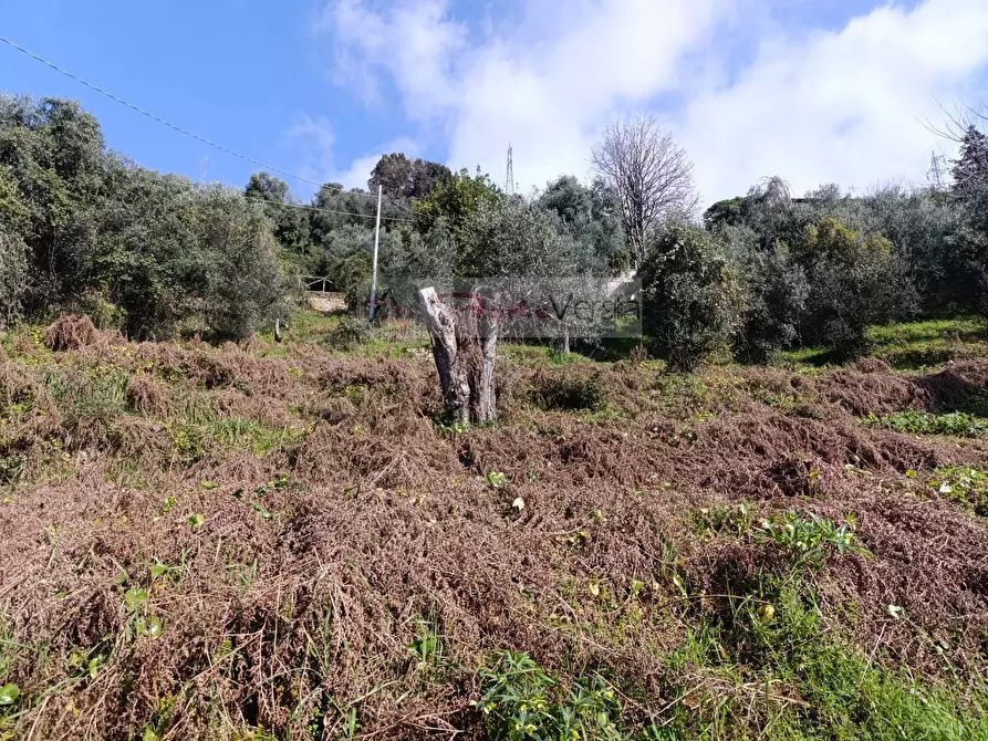 Immagine 26 di Rustico / casale in vendita  a Pietrasanta