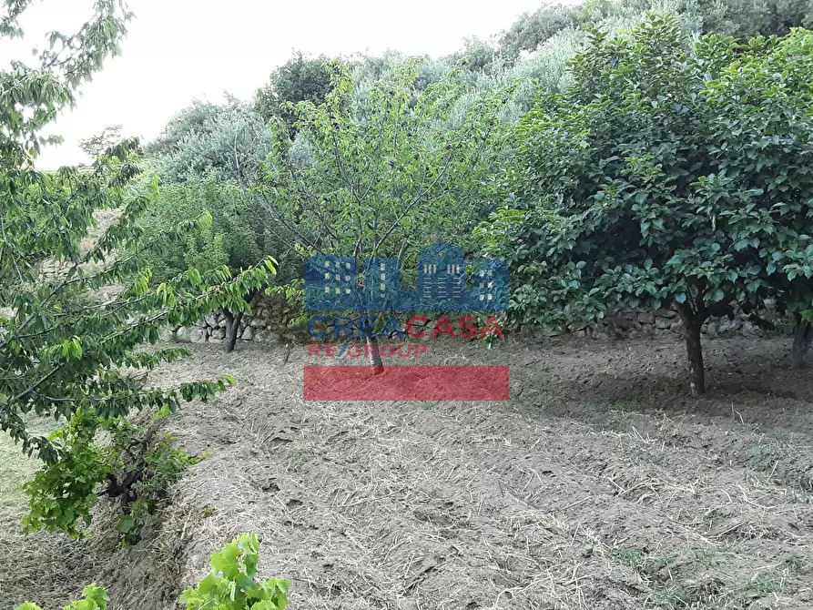 Immagine 5 di Terreno agricolo in vendita  in muscianò a Graniti