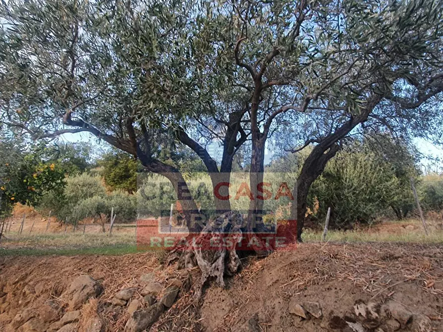 Immagine 4 di Terreno agricolo in vendita  a Graniti