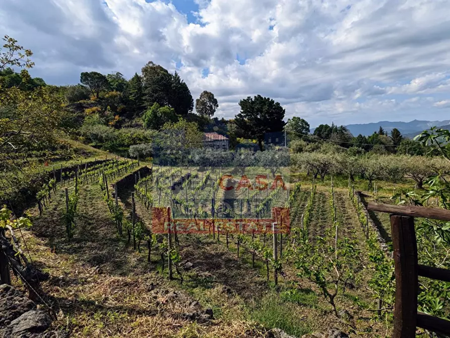 Immagine 38 di Agriturismo in vendita  in Strada Regionale Mareneve a Linguaglossa