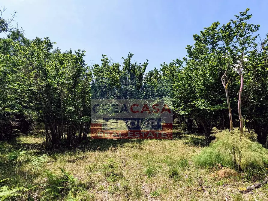 Immagine 15 di Terreno agricolo in vendita  in c.da Cerro a Castiglione Di Sicilia