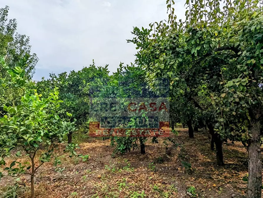 Immagine 14 di Palazzo in vendita  in Viale delle Province a Giarre