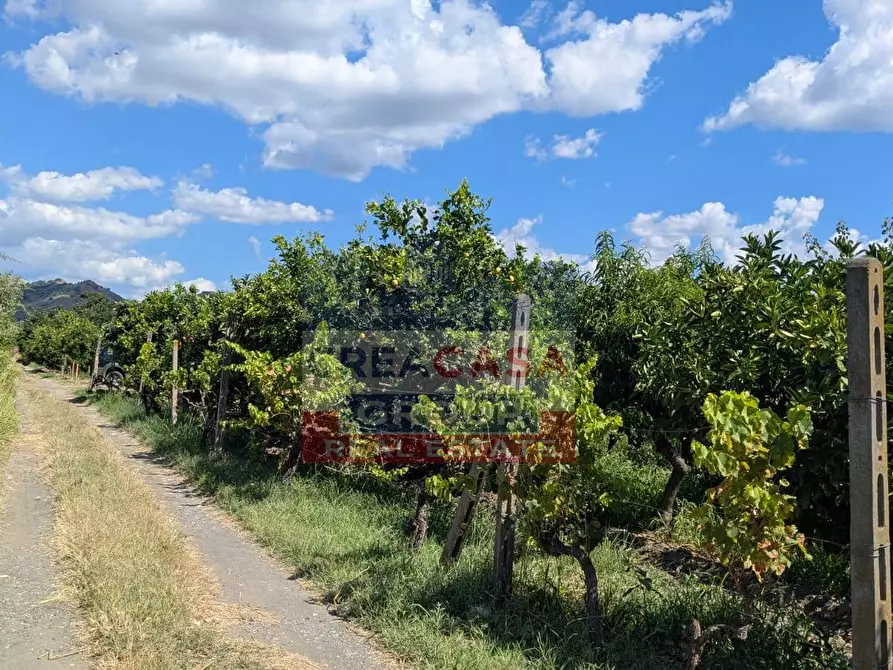 Immagine 7 di Terreno agricolo in vendita  a Calatabiano