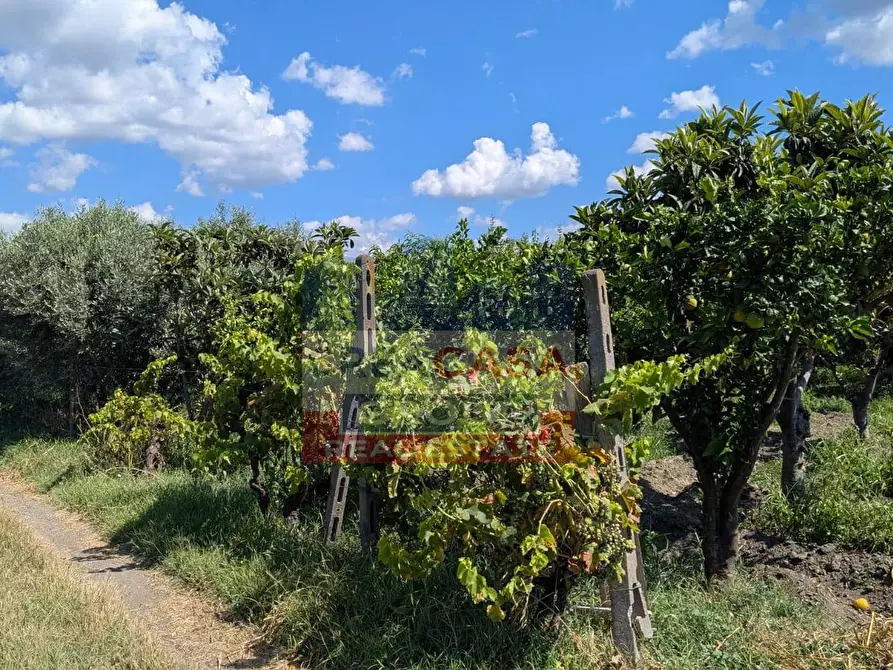 Immagine 9 di Terreno agricolo in vendita  a Calatabiano