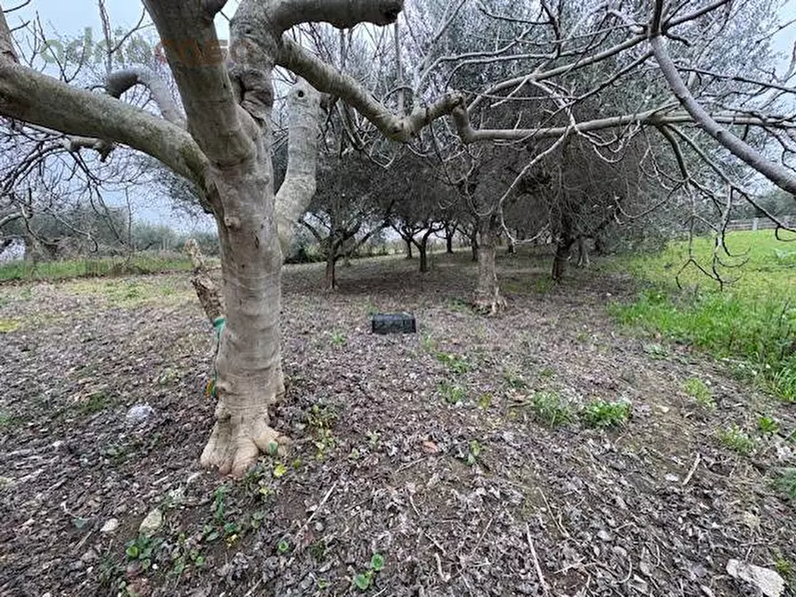 Immagine 3 di Terreno agricolo in vendita  in Via Europa a San Clemente