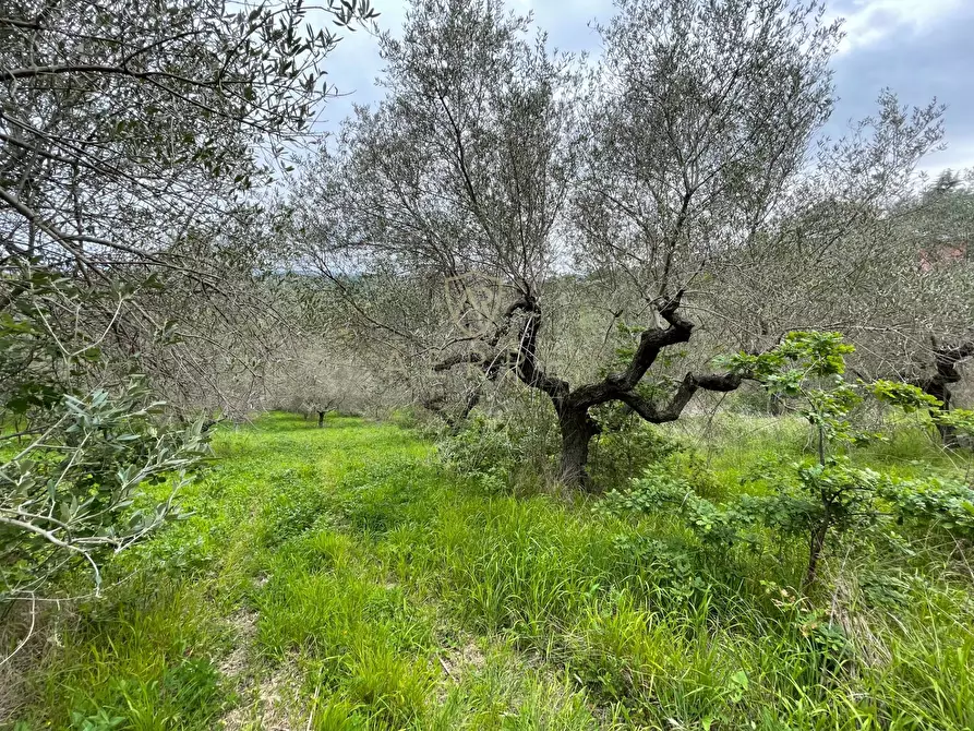 Immagine 6 di Terreno residenziale in vendita  in Strada Vicinale Palmerini a Montesilvano