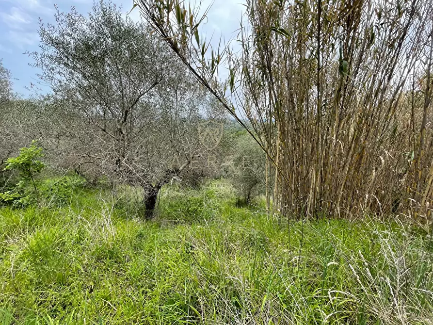 Immagine 4 di Terreno residenziale in vendita  in Strada Vicinale Palmerini a Montesilvano
