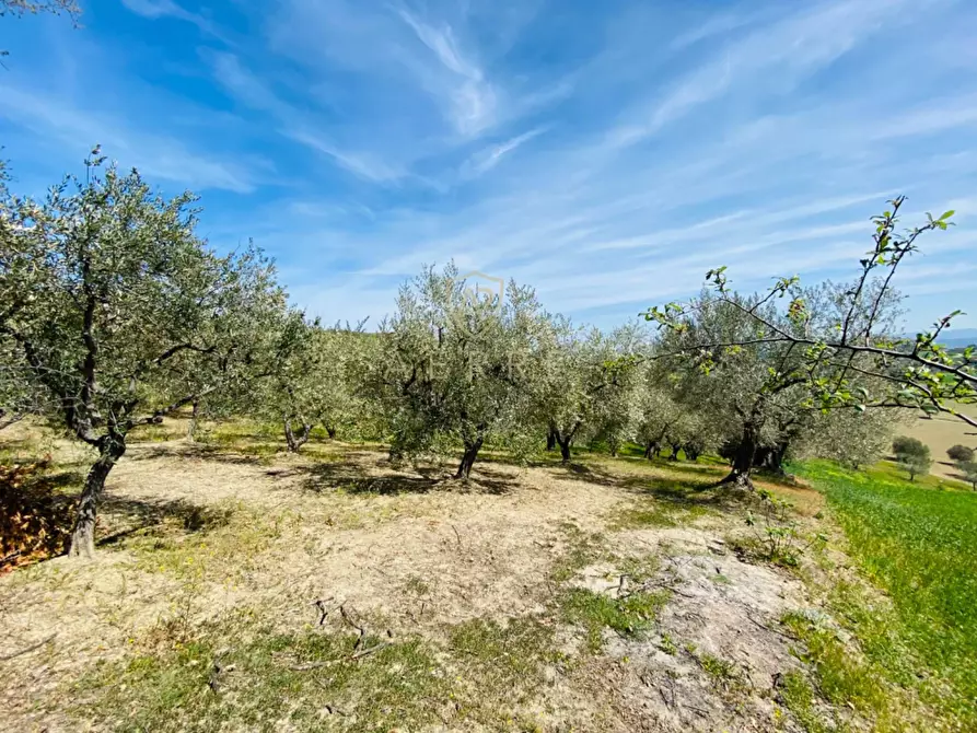 Immagine 24 di Villetta a schiera in vendita  in C.da Casa Andreassi 13 a Abbateggio