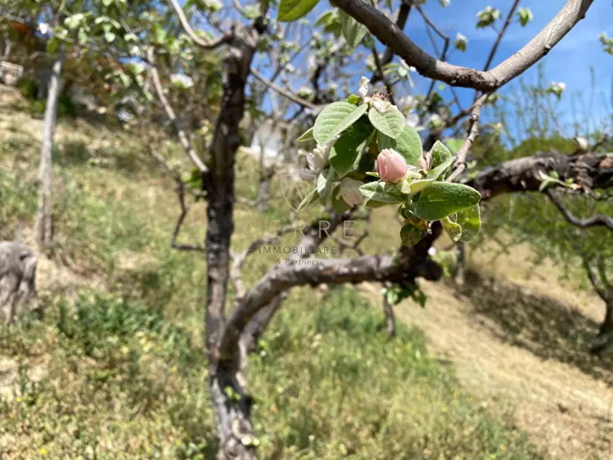 Immagine 30 di Villetta a schiera in vendita  in C.da Casa Andreassi 13 a Abbateggio