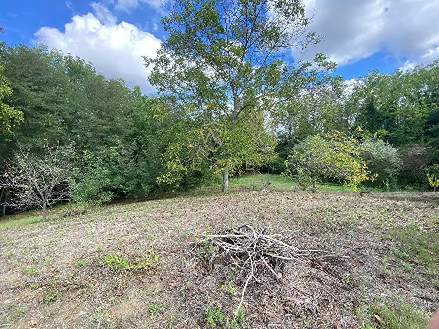 Immagine 3 di Terreno agricolo in vendita  in Via Giovanni Verga a Cepagatti