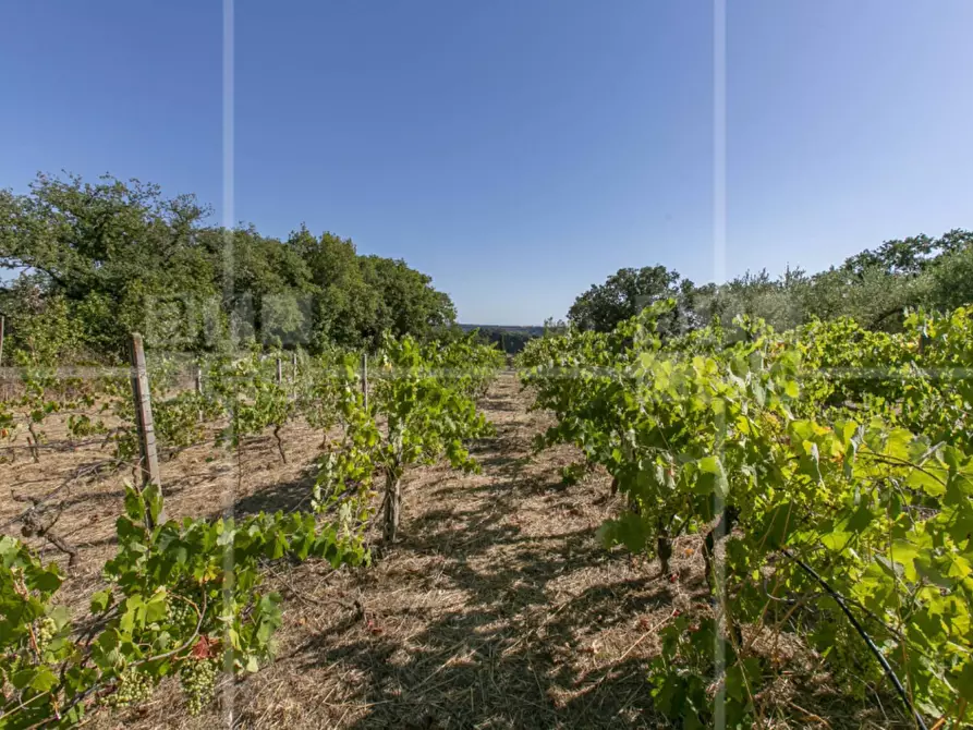 Immagine 45 di Villa in vendita  in Via Francesco Perrella a Roma