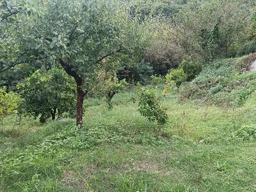 Immagine 4 di Terreno agricolo in vendita  in VIA MONTALBINO 550 a Nocera Inferiore