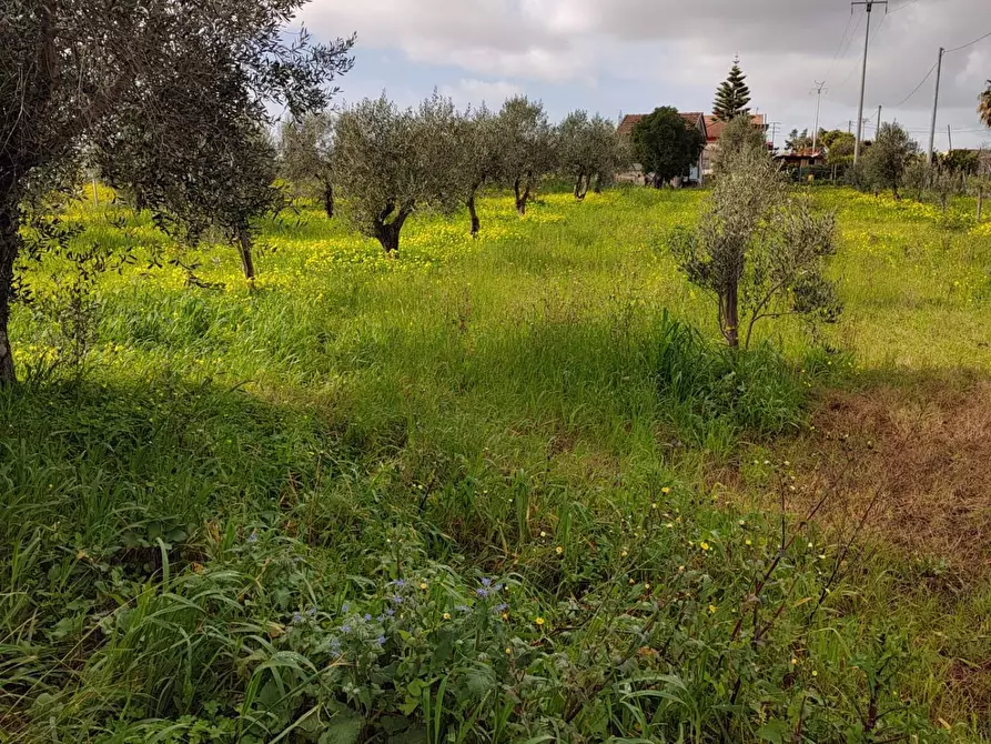 Immagine 4 di Terreno agricolo in vendita  in Via Torre Paladino a Eboli