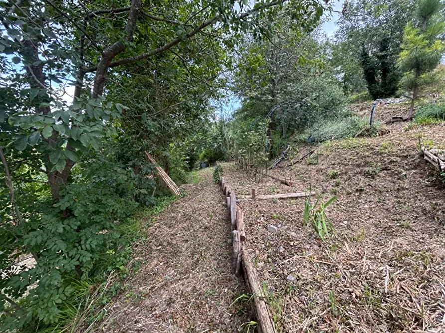Immagine 4 di Terreno agricolo in vendita  a Quiliano