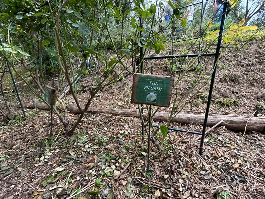 Immagine 6 di Terreno agricolo in vendita  a Quiliano