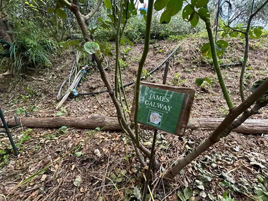 Immagine 10 di Terreno agricolo in vendita  a Quiliano