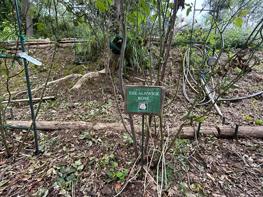 Immagine 13 di Terreno agricolo in vendita  a Quiliano