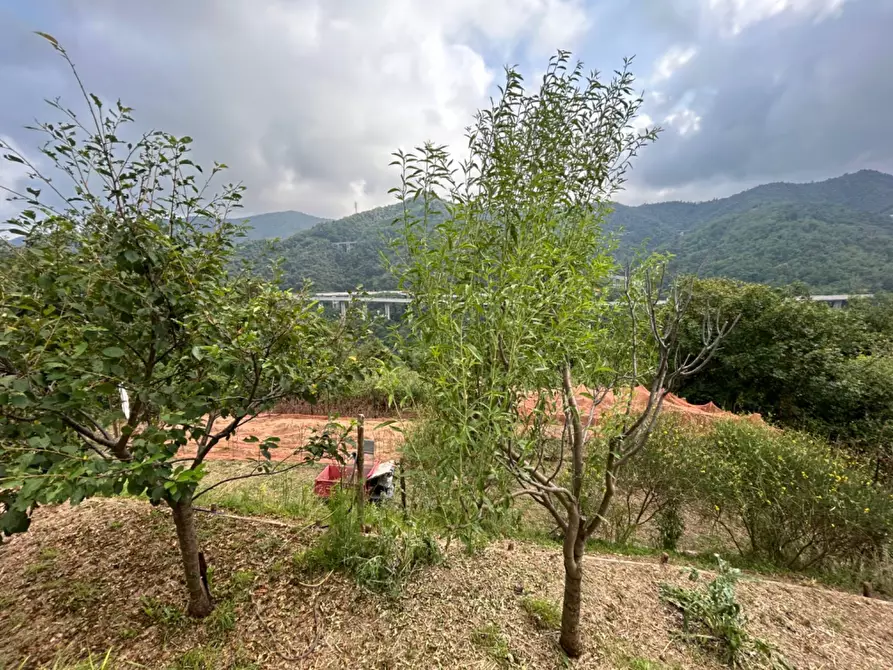 Immagine 17 di Terreno agricolo in vendita  a Quiliano