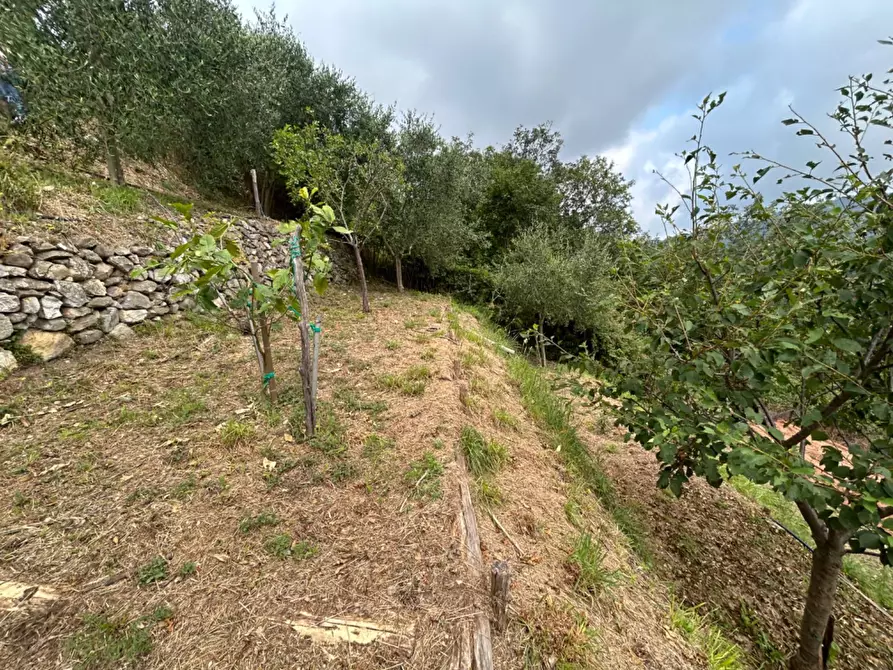 Immagine 19 di Terreno agricolo in vendita  a Quiliano