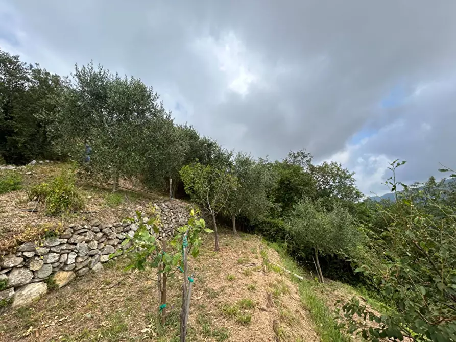 Immagine 21 di Terreno agricolo in vendita  a Quiliano