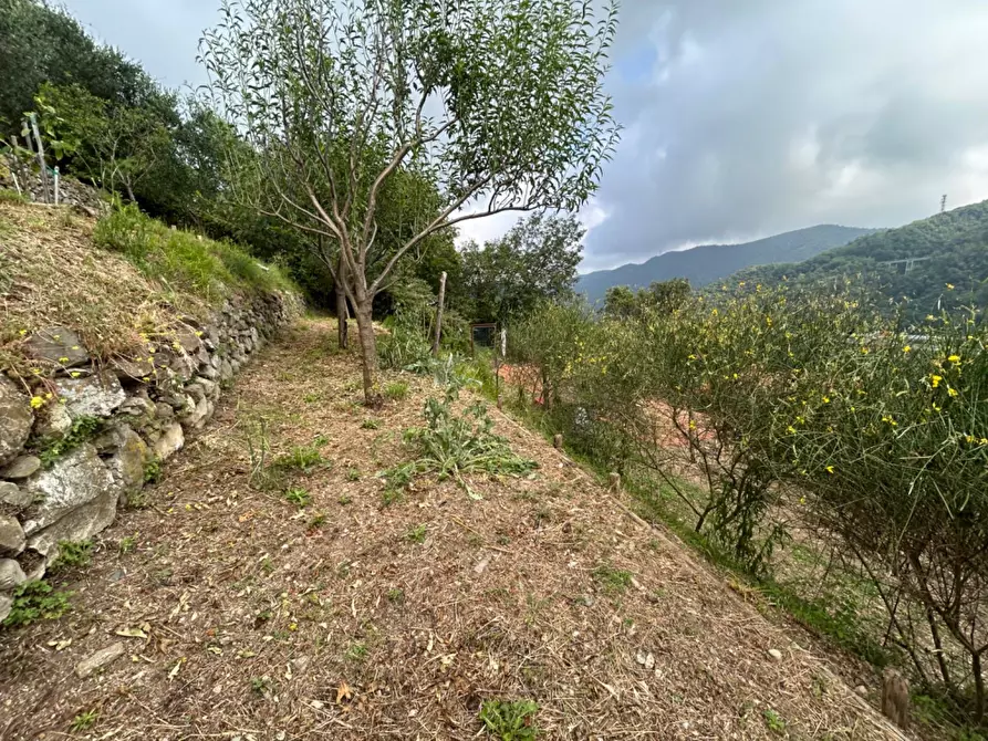 Immagine 24 di Terreno agricolo in vendita  a Quiliano