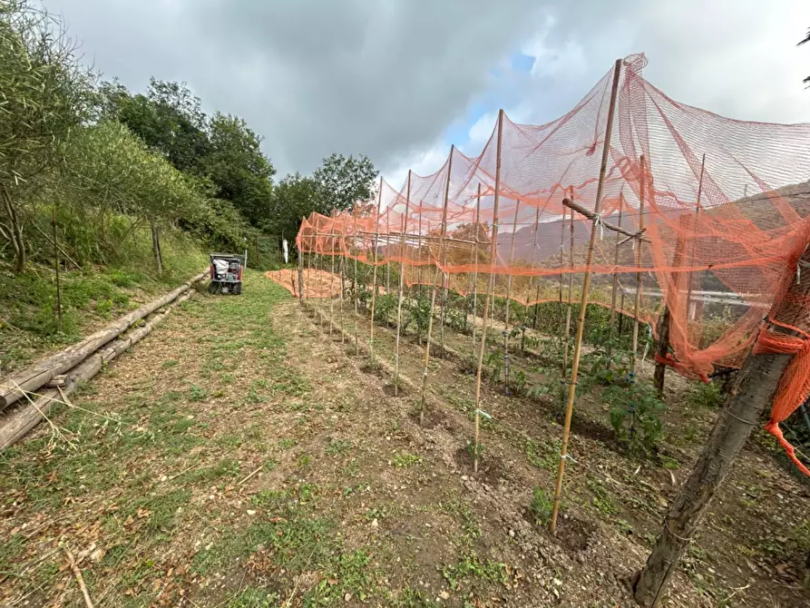 Immagine 28 di Terreno agricolo in vendita  a Quiliano