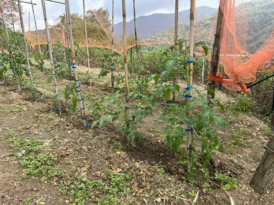 Immagine 29 di Terreno agricolo in vendita  a Quiliano