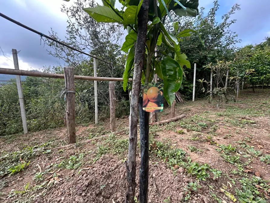 Immagine 36 di Terreno agricolo in vendita  a Quiliano