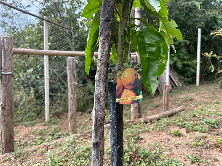 Immagine 37 di Terreno agricolo in vendita  a Quiliano