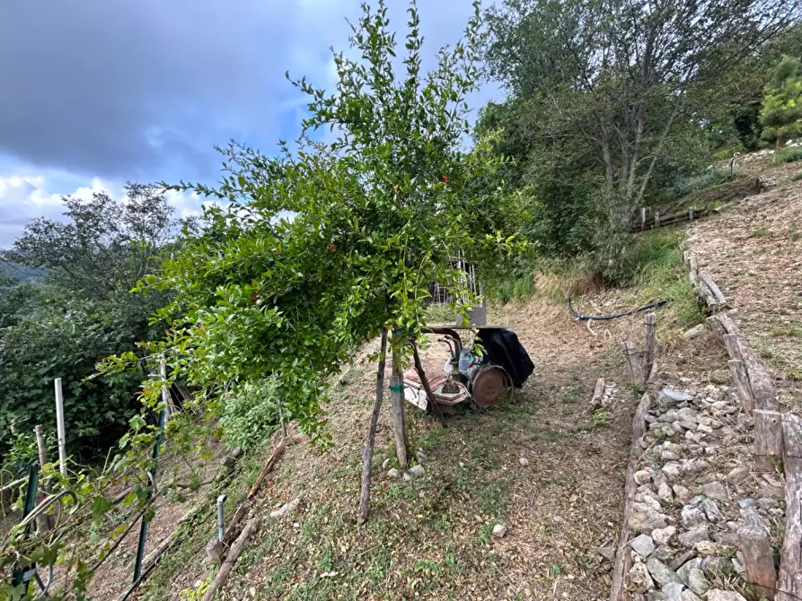 Immagine 45 di Terreno agricolo in vendita  a Quiliano