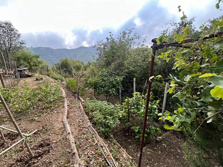 Immagine 54 di Terreno agricolo in vendita  a Quiliano