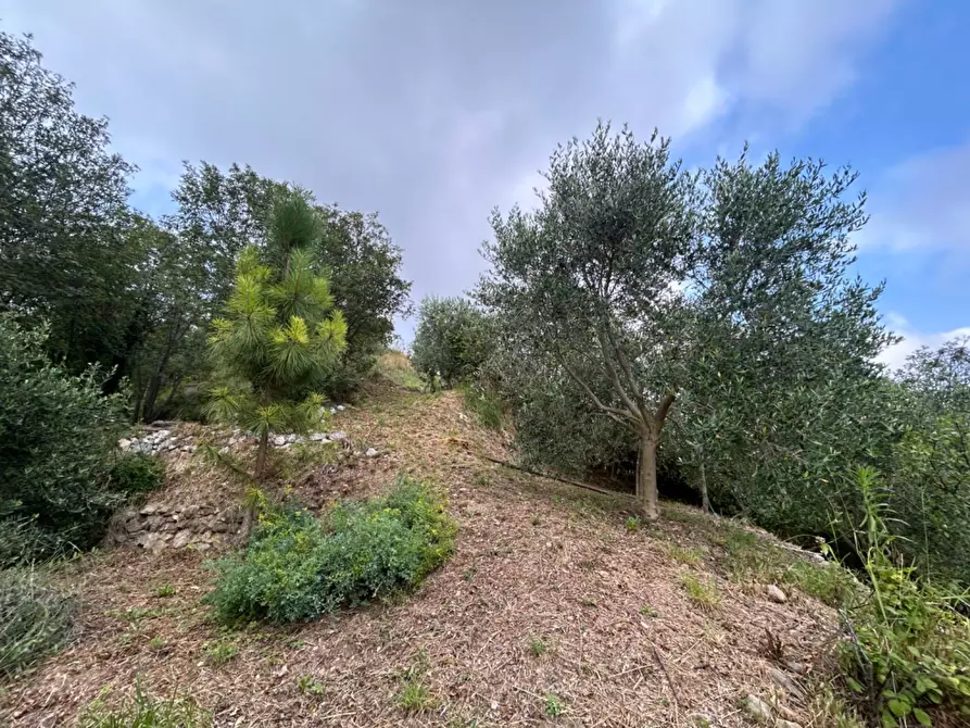 Immagine 56 di Terreno agricolo in vendita  a Quiliano