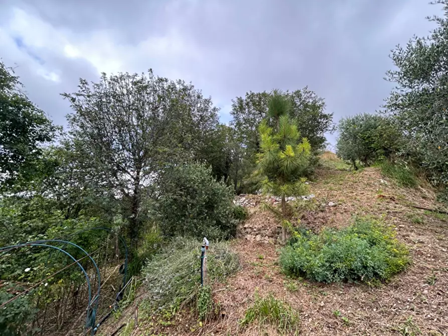 Immagine 57 di Terreno agricolo in vendita  a Quiliano