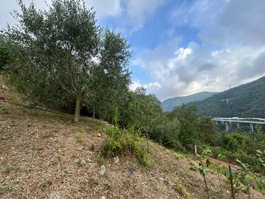Immagine 61 di Terreno agricolo in vendita  a Quiliano