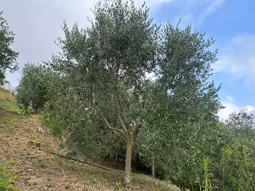 Immagine 63 di Terreno agricolo in vendita  a Quiliano