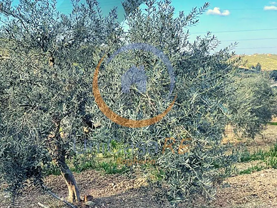 Immagine 2 di Terreno agricolo in vendita  in Contrada Accia snc a Santa Flavia