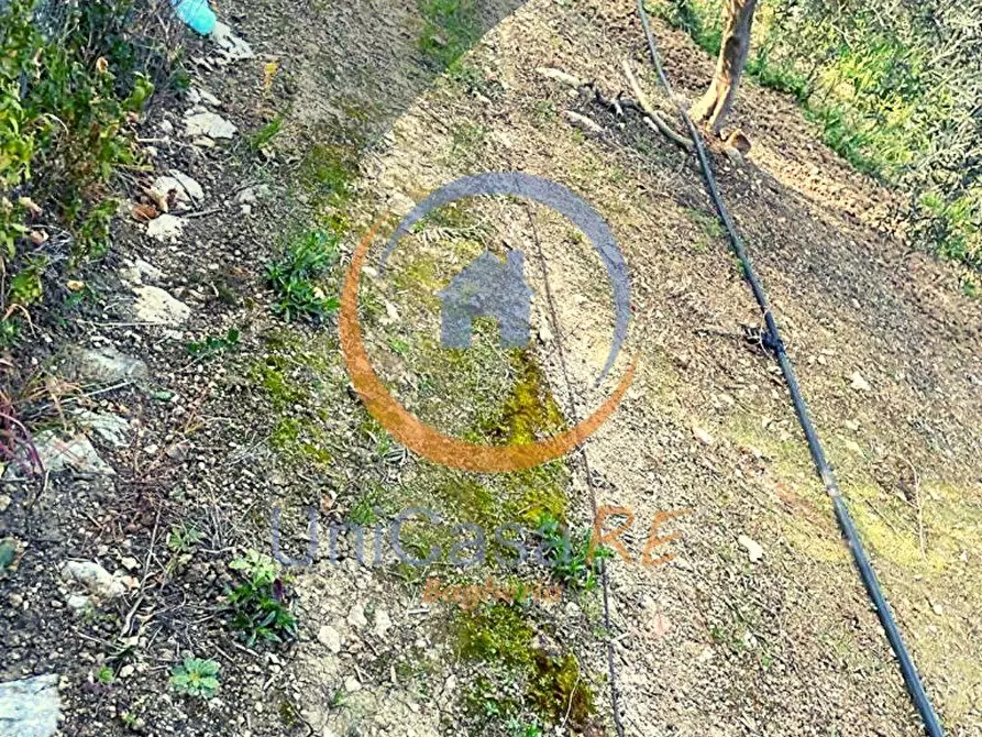 Immagine 3 di Terreno agricolo in vendita  in Contrada Accia snc a Santa Flavia