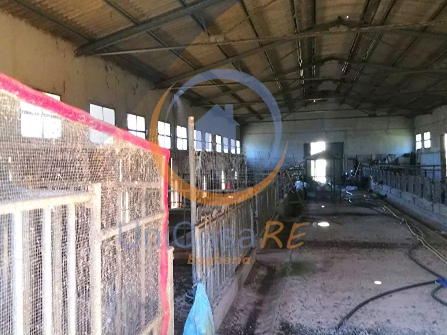 Immagine 34 di Azienda agricola in vendita  in Contrada Arduino a Collesano